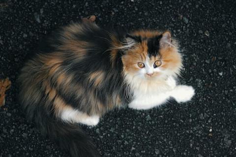 سلالات القطط الأليفة: السيامي والفارسي
