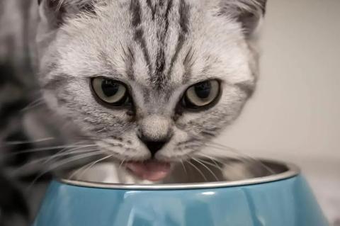 ماذا يأكل القط البريطاني قصير