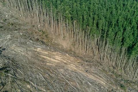 مخاطر وسلبيات قطع وإزالة الغابات.