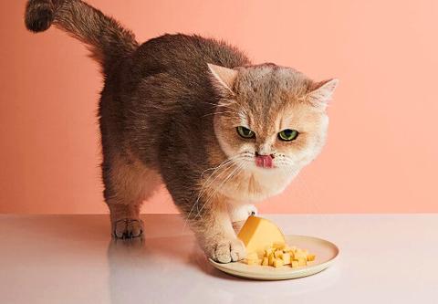 هل يمكن أن تأكل القطط الجبنة؟