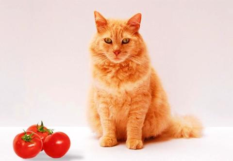 هل يمكن أن تأكل القطط البندورة؟