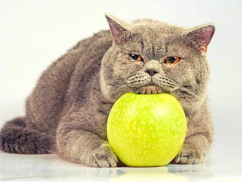 هل يمكن للقطط أكل التفاح؟