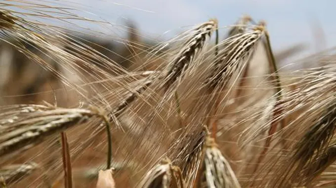 ما هو الغلوتين, وما هي حساسية الغلوتين؟ وما هي